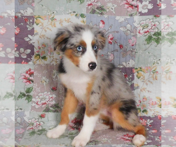 Medium Photo #1 Miniature Australian Shepherd Puppy For Sale in HARRISON, OH, USA