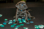 Small Photo #14 Cane Corso Puppy For Sale in OAK LAWN, IL, USA