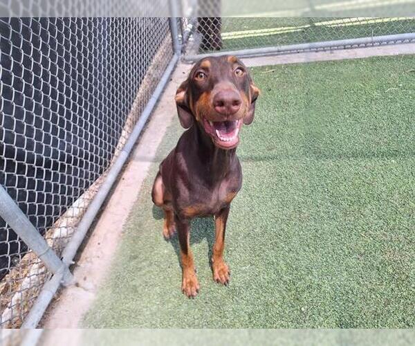 Medium Photo #1 Doberman Pinscher-Unknown Mix Puppy For Sale in Grand Prairie, TX, USA