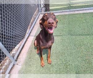 Doberman Pinscher-Unknown Mix Dogs for adoption in Grand Prairie, TX, USA
