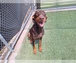 Small Doberman Pinscher Mix