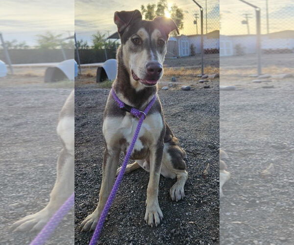 Medium Photo #3 Doberman Pinscher-Huskies  Mix Puppy For Sale in El Centro, CA, USA