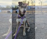 Small #2 Doberman Pinscher-Huskies  Mix