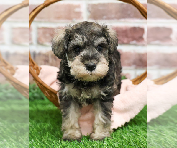 Medium Photo #6 Schnauzer (Miniature) Puppy For Sale in SYRACUSE, IN, USA