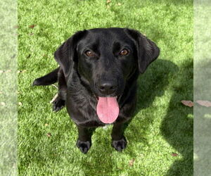 Labrador Retriever-Unknown Mix Dogs for adoption in Canton, CT, USA