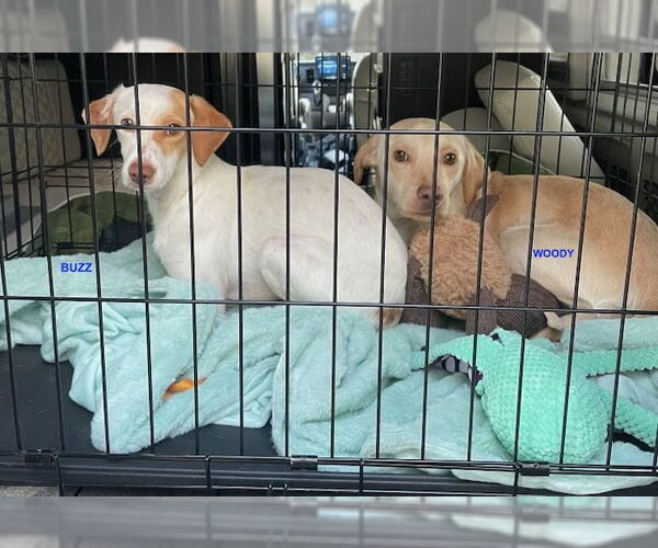 Medium Photo #4 Beagle-Unknown Mix Puppy For Sale in Woodland Hills, CA, USA