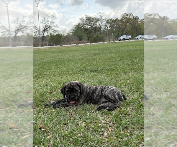 Medium Photo #6 Cane Corso-Mastiff Mix Puppy For Sale in NEW CANEY, TX, USA