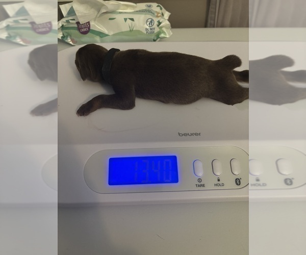 Medium Photo #6 Doberman Pinscher Puppy For Sale in MACOMB TOWNSHIP, MI, USA