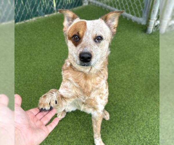 Medium Photo #1 Mutt Puppy For Sale in Camarillo, CA, USA