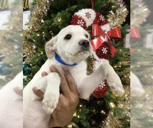 Mutt Dogs for adoption in Riverside, CA, USA
