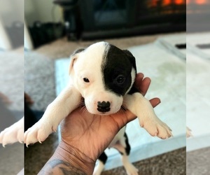 American Pit Bull Terrier Puppy for sale in HOLLY HILL, SC, USA