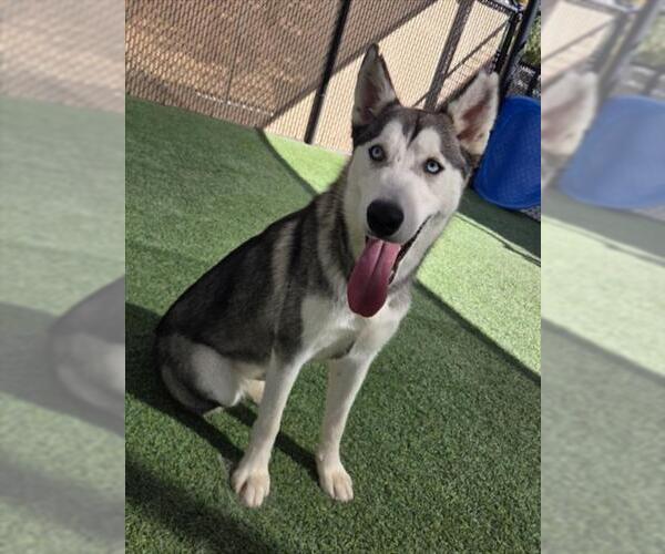 Medium Photo #1 Siberian Husky Puppy For Sale in Norco, CA, USA