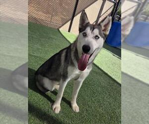 Siberian Husky Dogs for adoption in Norco, CA, USA
