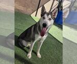 *PARKER - Female Siberian Husky Dog for Adoption - Small photo