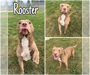 American Staffordshire Terrier-Unknown Mix Dogs for adoption in Pierceton , IN, USA