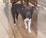 Small #1 American Pit Bull Terrier Mix