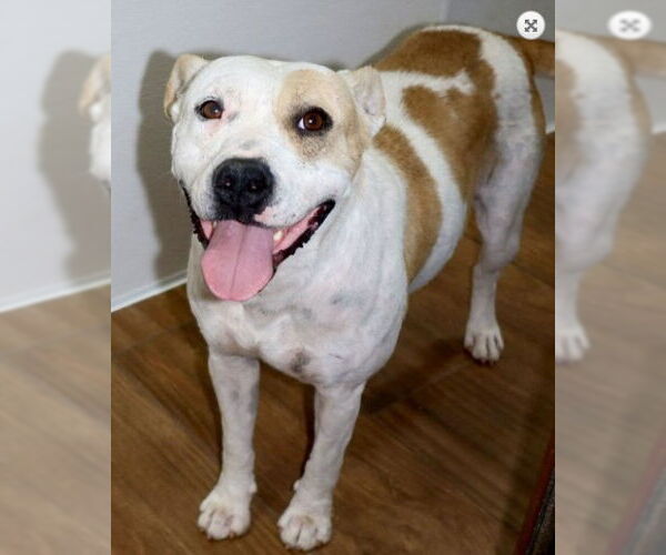 Medium Photo #1 Staffordshire Bull Terrier-Unknown Mix Puppy For Sale in Green Forest, AR, USA