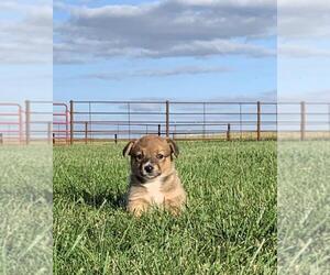 Cowboy Corgi Puppy for sale in WEST POINT, IA, USA