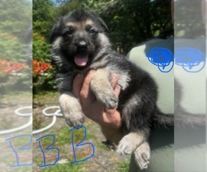 German Shepherd Dog Puppy for sale in SWANSBORO, NC, USA