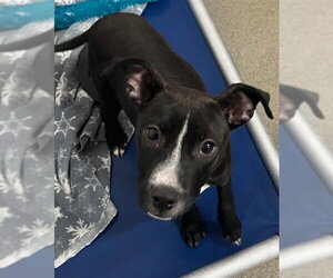 Mutt Dogs for adoption in Sterling, MA, USA