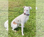 Small #8 Catahoula Leopard Dog Mix