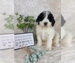 Small #3 Bernedoodle (Miniature)