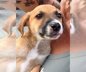 Mutt Dogs for adoption in Stephens City, VA, USA