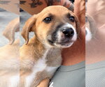 Small Mutt