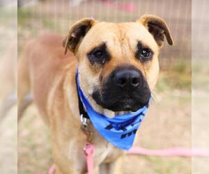 American Staffordshire Terrier-Unknown Mix Dogs for adoption in San Antonio, TX, USA