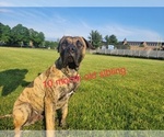 Small Photo #2 Presa Canario Puppy For Sale in NEW IPSWICH, NH, USA