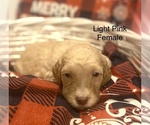 Small Photo #4 Goldendoodle Puppy For Sale in FRANKLINTON, LA, USA