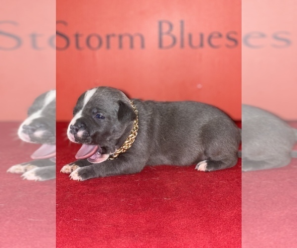 Medium Photo #6 American Pit Bull Terrier Puppy For Sale in TRENTON, NJ, USA