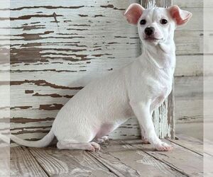 Dachshund-Unknown Mix Dogs for adoption in Carrollton, TX, USA