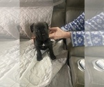 Small Photo #12 Cane Corso Puppy For Sale in DONEGAL, PA, USA