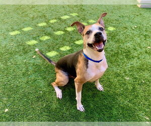 Mutt Dogs for adoption in Moreno Valley, CA, USA