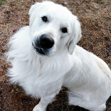 Medium Photo #1 Goldendoodle Puppy For Sale in ATL, GA, USA