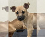 Small Photo #4 Mutt Puppy For Sale in Jefferson, NJ, USA