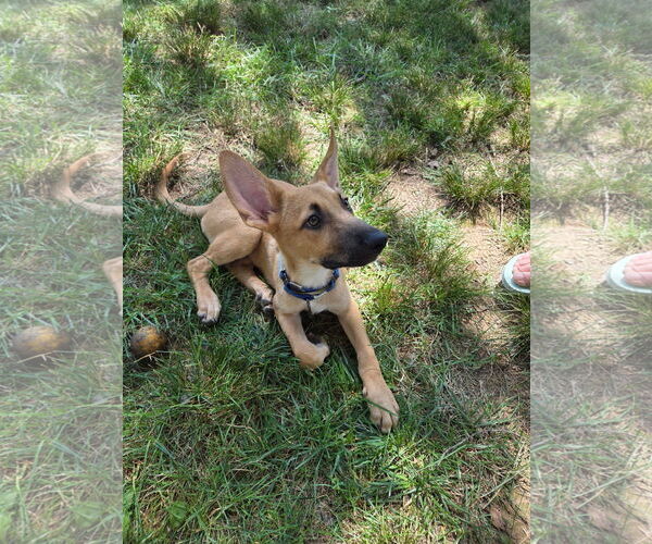Medium Photo #2 German Shepherd Dog Puppy For Sale in Hoffman Estates, IL, USA
