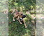 Small #1 German Shepherd Dog