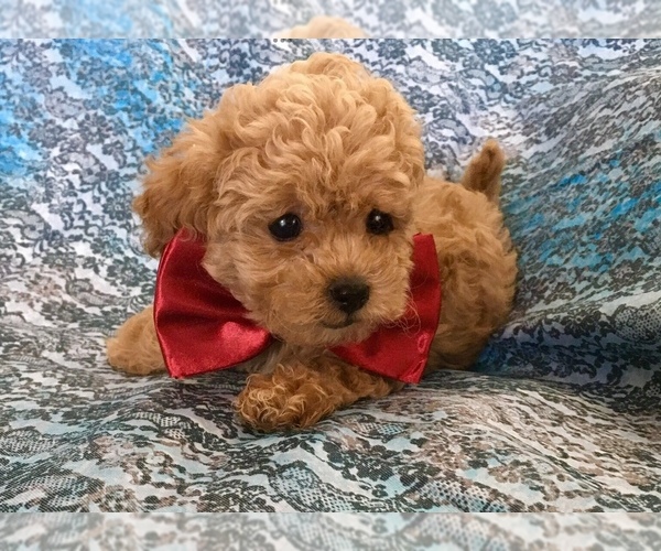 Medium Photo #1 Poodle (Toy) Puppy For Sale in SAFFORD, AZ, USA
