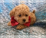 Small Photo #1 Poodle (Toy) Puppy For Sale in SAFFORD, AZ, USA