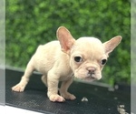 Small Photo #2 French Bulldog Puppy For Sale in DENVER, CO, USA