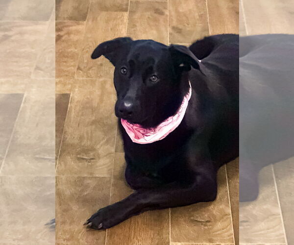 Medium Photo #3 Labrador Retriever-Unknown Mix Puppy For Sale in McKinney, TX, USA