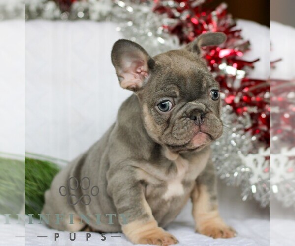 Medium Photo #3 French Bulldog Puppy For Sale in LITITZ, PA, USA
