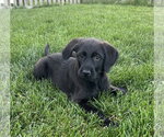 Small Miniature Labradoodle