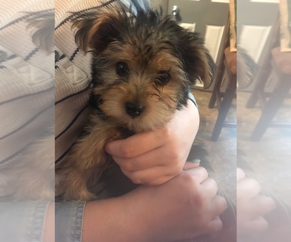 Medium Photo #1 Shih Tzu Puppy For Sale in ARPIN, WI, USA