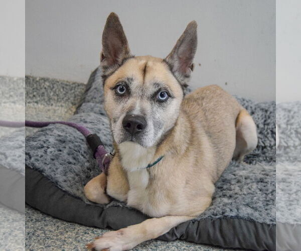 Medium Photo #4 Labsky Puppy For Sale in Huntley, IL, USA