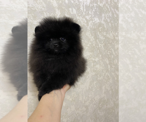 Medium Photo #7 Pomeranian Puppy For Sale in Chisinau, Chisinau Municipality, Moldova
