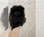Small #6 Pomeranian