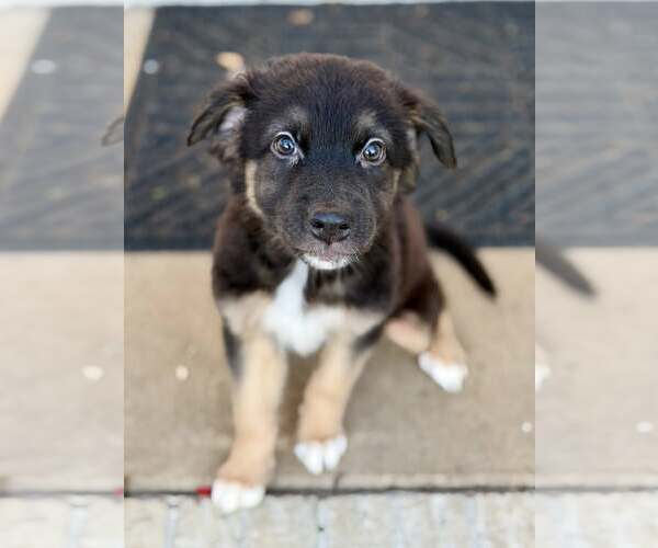 Medium Photo #1 Border Collie Puppy For Sale in Holly Springs, NC, USA